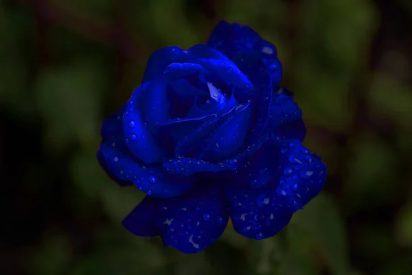 Blume Der Roten Rose Tautropfen Frische Blume Der Morgenrose Wassertropfen — Stockfoto