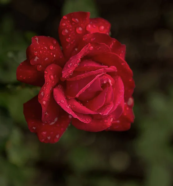 flower of red rose in drops of dew. Fresh flower of morning rose. Drops of water, rain, dew on flower of red rose. symbol of romance, love, tenderness. greeting card. Selective soft focus with gentle effect