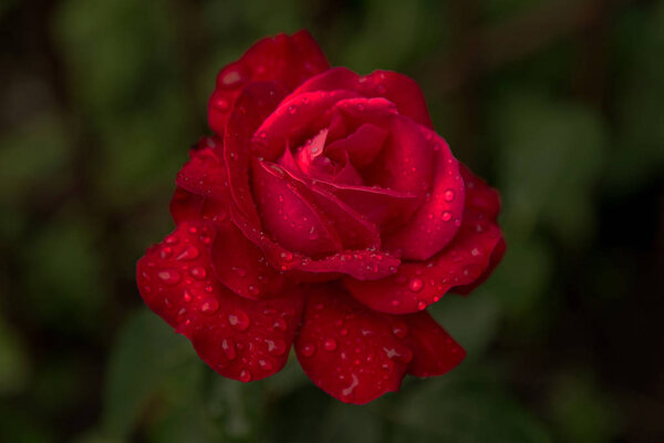 Flower of red rose in drops of dew. Fresh flower of morning rose. Drops of water, rain, dew on flower of red rose. symbol of romance, love, tenderness. greeting card. Selective soft focus with gentle effect