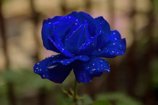 Blume Der Roten Rose Tautropfen Frische Blume Der Morgenrose Wassertropfen — Stockfoto