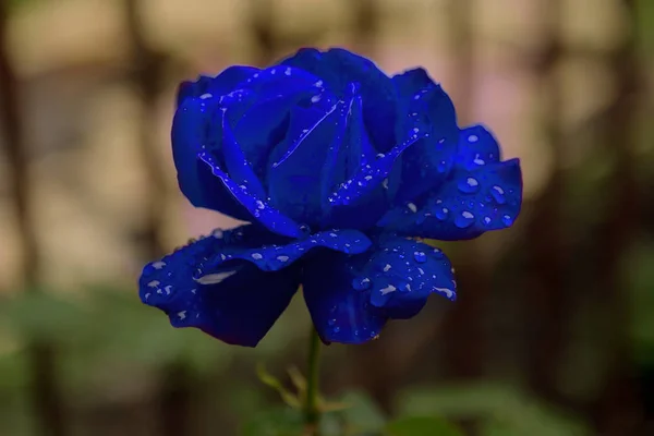 Flor Rosa Roja Gotas Rocío Flor Fresca Rosa Mañana Gotas — Foto de Stock