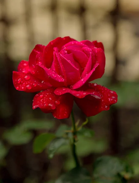 flower of red rose in drops of dew. Fresh flower of morning rose. Drops of water, rain, dew on flower of red rose. symbol of romance, love, tenderness. greeting card. Selective soft focus with gentle effect