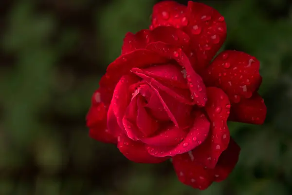 Bloem Van Rode Roos Druppels Dauw Verse Bloemen Van Ochtend — Stockfoto