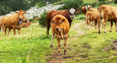 Yeşil vadi ve arka plan, Bulgaristan, Pirin dağ dağ zirveleri ile taze yeşil dağda otlayan inekler dağlarda pastoral yaz peyzaj mera