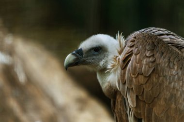 Büyük yetişkin kel kartal profili ile güzel bulanık bokeh kapat