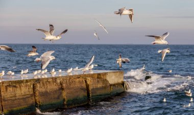 Aç martılar kış sahilde yiyecek bulmak deniz ve mavi gökyüzü bir arka plan üzerinde çember. Deniz kuşları uçuş yiyecek bulmak.