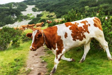 Yeşil vadi ve arka plan, Bulgaristan, Pirin dağ dağ zirveleri ile taze yeşil dağda otlayan inekler dağlarda pastoral yaz peyzaj mera