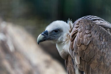 Büyük yetişkin kel kartal profili ile güzel bulanık bokeh kapat