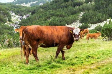 Yeşil vadi ve arka plan, Bulgaristan, Pirin dağ dağ zirveleri ile taze yeşil dağda otlayan inekler dağlarda pastoral yaz peyzaj mera