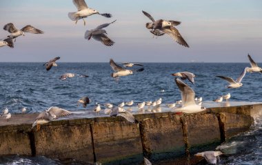 Aç martılar kış sahilde yiyecek bulmak deniz ve mavi gökyüzü bir arka plan üzerinde çember. Deniz kuşları uçuş yiyecek bulmak.
