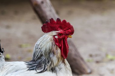 Horoz - horoz, New 2017 - ateşli kırmızı horoz Çin takvimine göre sembolü. Yeni yıl geliyor, kuş-sembolü ile şenlikli arka plan için. Yıl sembolü. Güneşli kırsal sahne