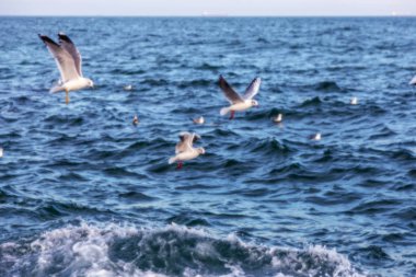 Keskin değil doğal arka plan bulanık. Gökyüzü ve deniz dalgaları karşı sahilde deniz martı. Temel sıçrama doğal için arka plan yaratıcı herhangi bir doğal tasarım