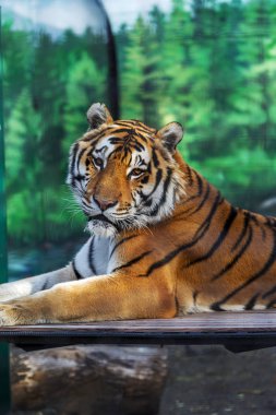 An adult Siberian tiger resting on a hill. The selected focus clipart