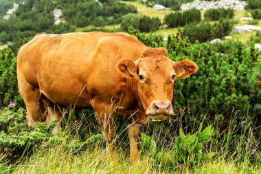 Yeşil vadi ve arka plan, Bulgaristan, Pirin dağ dağ zirveleri ile taze yeşil dağda otlayan inekler dağlarda pastoral yaz peyzaj mera