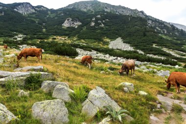 Yeşil vadi ve arka plan, Bulgaristan, Pirin dağ dağ zirveleri ile taze yeşil dağda otlayan inekler dağlarda pastoral yaz peyzaj mera