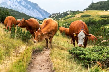 Yeşil vadi ve arka plan, Bulgaristan, Pirin dağ dağ zirveleri ile taze yeşil dağda otlayan inekler dağlarda pastoral yaz peyzaj mera