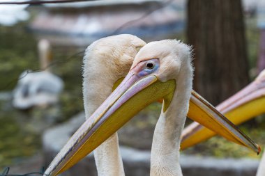 Bir hayvanat bahçesi muhafaza içinde büyük pembe Pelikan güzelliği ve egzotik genç ziyaretçi hayranım. Hayat vahşi hayvan, hayvanlar göstermek için Park yapay koşullarda yabani kuşlar