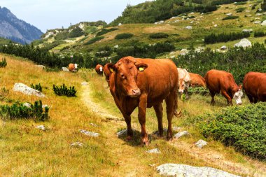Yeşil vadi ve arka plan, Bulgaristan, Pirin dağ dağ zirveleri ile taze yeşil dağda otlayan inekler dağlarda pastoral yaz peyzaj mera