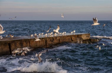 Aç martılar kış sahilde yiyecek bulmak deniz ve mavi gökyüzü bir arka plan üzerinde çember. Deniz kuşları uçuş yiyecek bulmak.