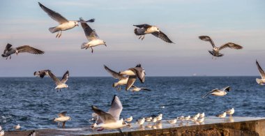 Aç martılar kış sahilde yiyecek bulmak deniz ve mavi gökyüzü bir arka plan üzerinde çember. Deniz kuşları uçuş yiyecek bulmak.