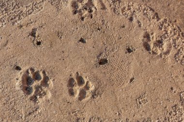 köpek kir, hayvanlar ve doğa ile zeminde seyrediyor. Köpekler farklı boyutlarda izleri takip et. köpek kir, hayvanlar ve doğa ile zeminde. Tasarım için arka plan olarak kum köpek parça