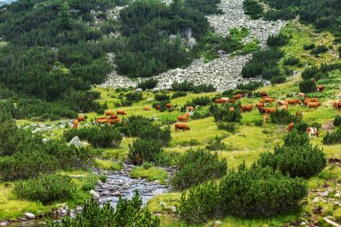 Yeşil vadi ve arka plan, Bulgaristan, Pirin dağ dağ zirveleri ile taze yeşil dağda otlayan inekler dağlarda pastoral yaz peyzaj mera