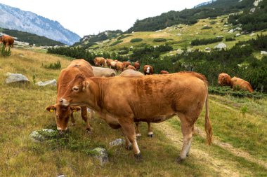 Yeşil vadi ve arka plan, Bulgaristan, Pirin dağ dağ zirveleri ile taze yeşil dağda otlayan inekler dağlarda pastoral yaz peyzaj mera