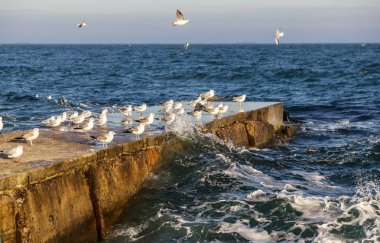 Aç martılar kış sahilde yiyecek bulmak deniz ve mavi gökyüzü bir arka plan üzerinde çember. Deniz kuşları uçuş yiyecek bulmak.