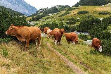 Yeşil vadi ve arka plan, Bulgaristan, Pirin dağ dağ zirveleri ile taze yeşil dağda otlayan inekler dağlarda pastoral yaz peyzaj mera