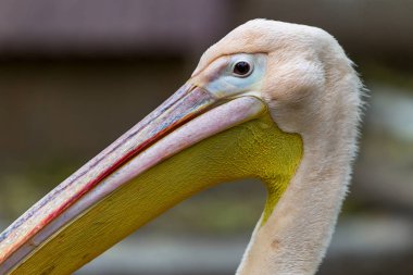 Bir hayvanat bahçesi muhafaza içinde büyük pembe Pelikan güzelliği ve egzotik genç ziyaretçi hayranım. Hayat vahşi hayvan, hayvanlar göstermek için Park yapay koşullarda yabani kuşlar