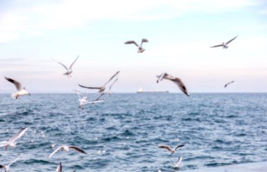 Keskin değil doğal arka plan bulanık. Gökyüzü ve deniz dalgaları karşı sahilde deniz martı. Temel sıçrama doğal için arka plan yaratıcı herhangi bir doğal tasarım