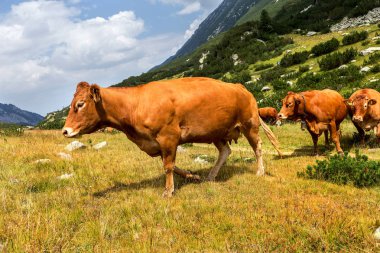 Yeşil vadi ve arka plan, Bulgaristan, Pirin dağ dağ zirveleri ile taze yeşil dağda otlayan inekler dağlarda pastoral yaz peyzaj mera