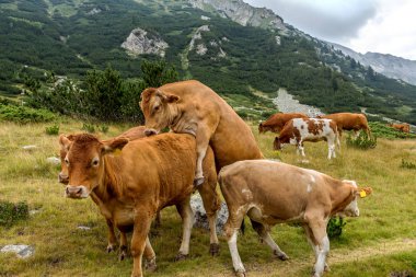 Yeşil vadi ve arka plan, Bulgaristan, Pirin dağ dağ zirveleri ile taze yeşil dağda otlayan inekler dağlarda pastoral yaz peyzaj mera