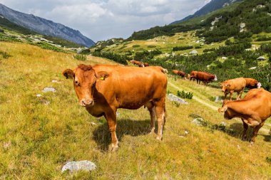 Yeşil vadi ve arka plan, Bulgaristan, Pirin dağ dağ zirveleri ile taze yeşil dağda otlayan inekler dağlarda pastoral yaz peyzaj mera