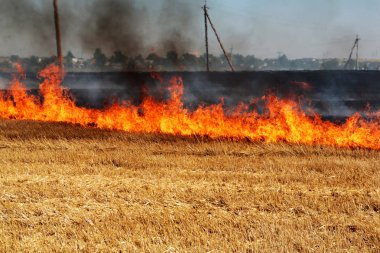 Tamamen orman ve bozkır yangınları ve rüzgar kuru alanlar ve bozkırlarında şiddetli bir kuraklık sırasında yok. Felaket düzenli hasar doğa ve bölge ekonomisi için getiriyor. Işık alan whea hasat ile