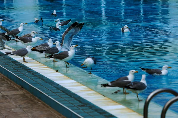 Piscina Esportiva Para Nadar Jogar Pólo Aquático Pulando Torre Para — Fotografia de Stock