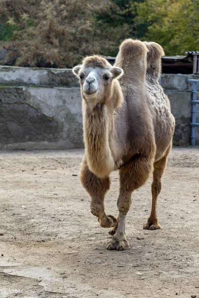 Camello Zoológico Gran Camello Adulto Aviario Del Zoológico City — Foto de Stock