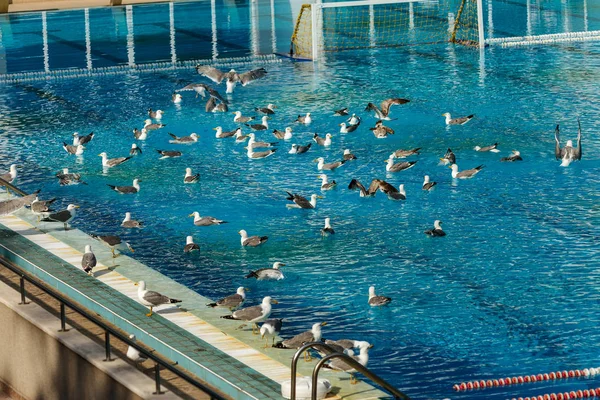 スポーツ プール水泳や水球 飛び込み板の基板からの水に飛び込むタワーからの再生します プールが空にカモメによって占領されました カモメは スポーツ プールの水で泳ぐ カモメが飛ぶ — ストック写真