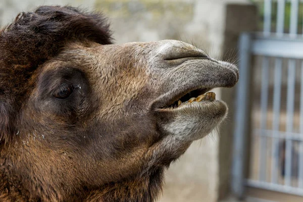 Chameau Zoo Grand Chameau Adulte Dans Volière Zoo Ville — Photo