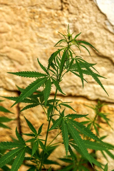 Grüne Blätter Von Hanf Cannabis Marihuana Wilder Nicht Kultivierter Hanf — Stockfoto