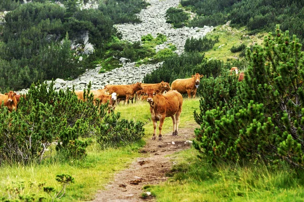 Idyllische Sommerlandschaft Den Bergen Mit Kühen Die Auf Frischen Grünen — Stockfoto