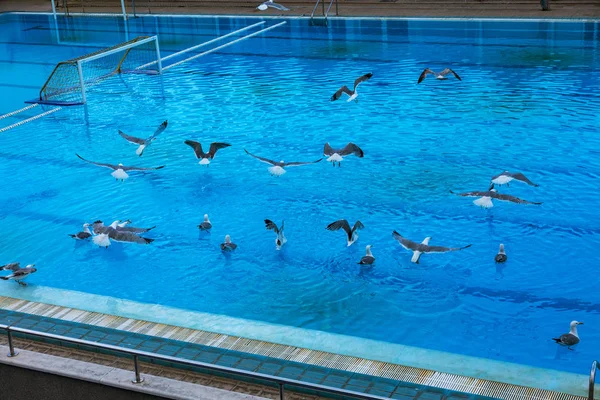 Sports swimming pool for swimming and playing water polo, jumping from tower into water, from board of springboard. Empty pool was occupied by seagulls. Seagulls swim in water of sports pool. Flying seagulls