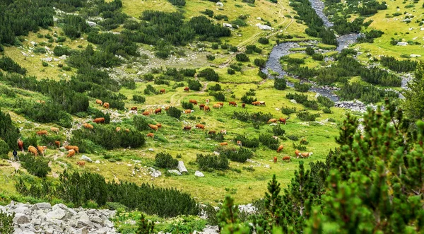 Ειδυλλιακό Καλοκαιρινό Τοπίο Στα Βουνά Αγελάδες Που Βόσκουν Στο Φρέσκο — Φωτογραφία Αρχείου