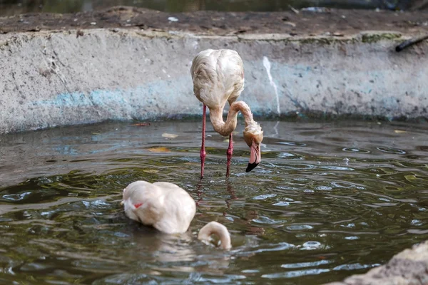 Güzel Flamingo Şehir Zoo Yapay Bir Rezervuar Içinde Vahşi Hayvanlar — Stok fotoğraf