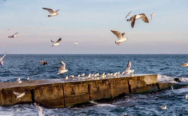 Hungry gulls circling over the winter beach in search of food on a background of sea and blue sky. Sea birds in flight in search of food.