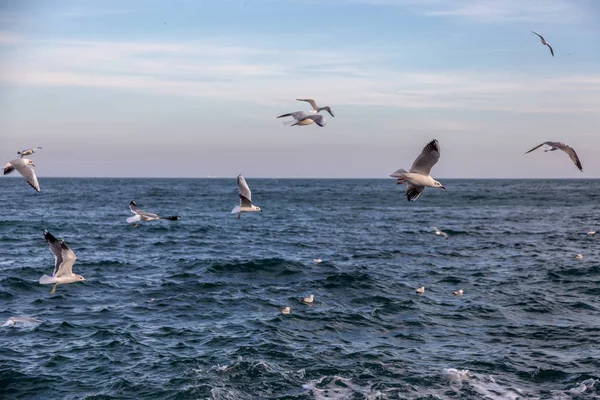 Gaivotas Famintas Circulando Sobre Praia Inverno Busca Comida Fundo Mar — Fotografia de Stock