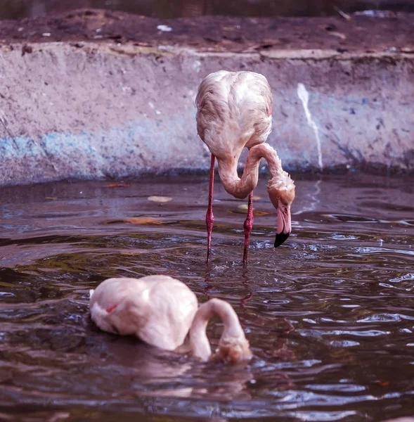 Güzel Flamingo Şehir Zoo Yapay Bir Rezervuar Içinde Vahşi Hayvanlar — Stok fotoğraf