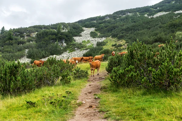 신선한 젖소와 산에서 목가적인 풍경을 불가리아 Pirin 산맥에 산봉우리에 목초지 — 스톡 사진