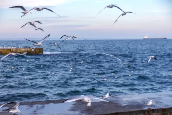 Fondo Natural Borroso Nítido Gaviotas Marinas Playa Contra Cielo Las — Foto de Stock