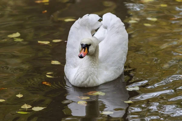 Cisne Blanco Nadando Agua Estanque Artificial Zoológico Cisne Blanco Símbolo —  Fotos de Stock